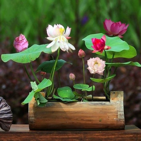 Premium Lotus Flower Seeds