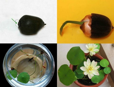 Premium Lotus Flower Seeds