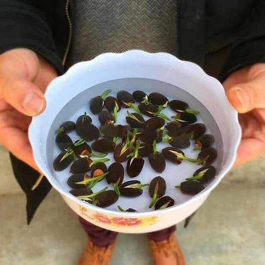 Premium Lotus Flower Seeds