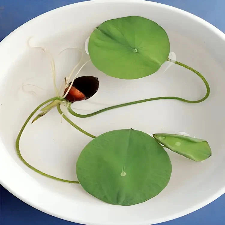 Premium Lotus Flower Seeds
