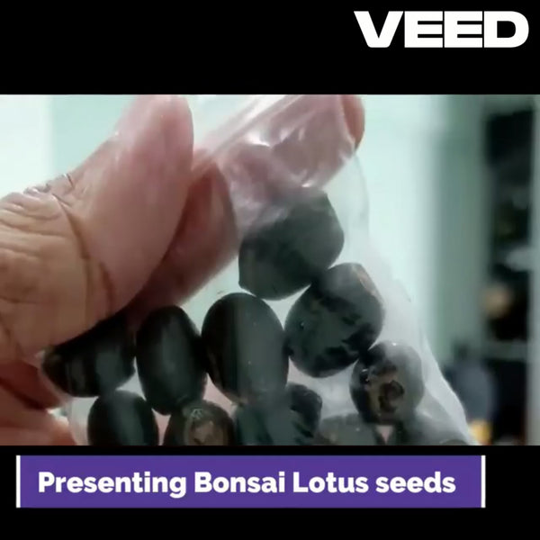 Premium Lotus Flower Seeds